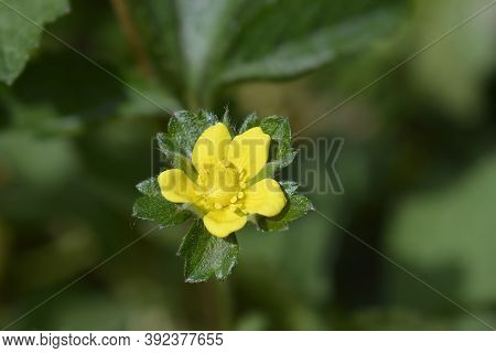 Indian Strawberry Flower - Latin Name - Duchesnea Indica (potentilla Indica)