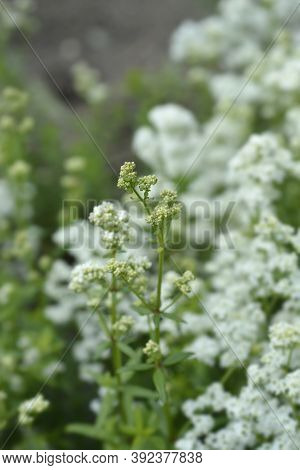 European Bedstraw White Flowers - Latin Name - Galium Rubioides