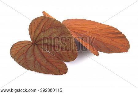 Bauhinia Aureifolia Gold Leaf Isolated On White Background