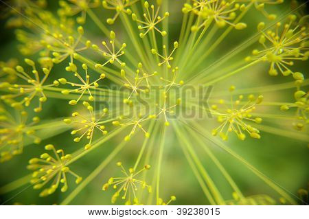 บลูมนามธรรมศูนย์ผักชีลาวยี่หร่าสีเขียวบรรทัดแมพืชเมล็ดสีเหลือง