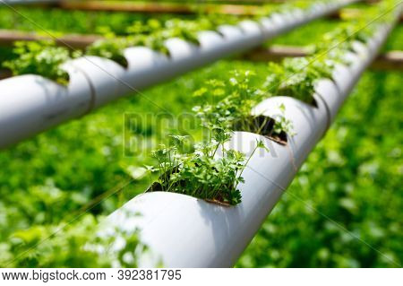 Organic Farming. Hydroponic Organic Vegetables Are Growing In Greenhouse.  Interior Of The Farm Hydr