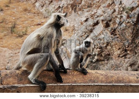 Monkey temple Galwar Bagh i Jaipur, Indien