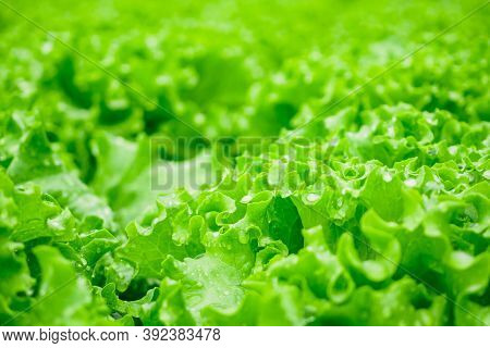 Organic Hydroponic Farming. Hydroponic Organic Vegetables Are Growing In Greenhouse For Export To Th