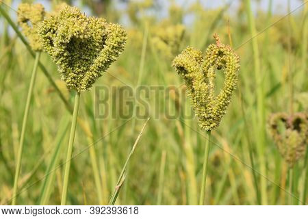 Finger Millet ( Raagi ) Photo With Blur Background