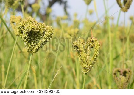 Finger Millet ( Raagi ) Photo With Blur Background