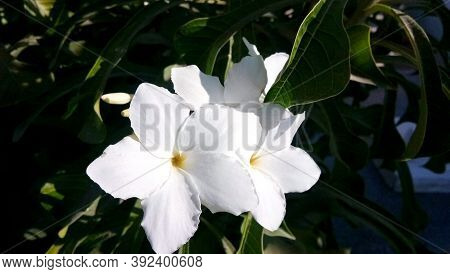 A Closeup White Cherokee Rose Flower (rosa Laevigata) With Pollen