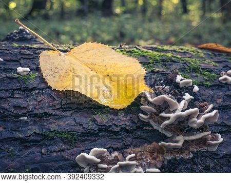 Yellow Leaf On A Fallen Tree Trunk In The Woods. Autumn Landscape. Polypore Mushroom Or Fungus O A D