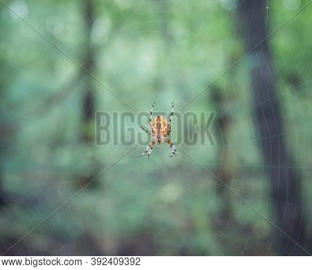 Araneus Diadematus Or European Garden Spider, Diadem Spider, Cross Spider On The Web With Green Blur