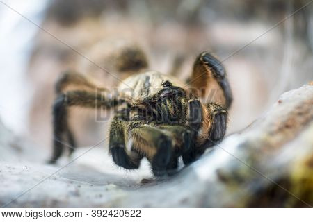 Funnel Web Weaver Grass Spider Out On His Funnel Web. Spider Wildlife Background
