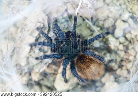 Funnel Web Weaver Grass Spider Out On His Funnel Web. Spider Wildlife Background