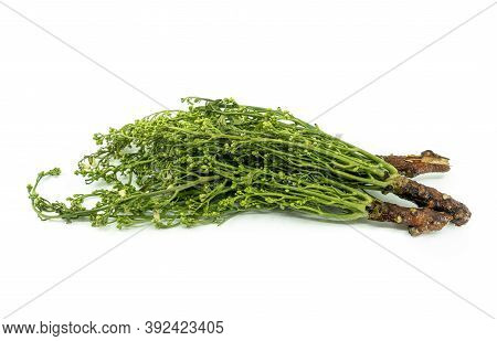 Isolated Siamese Neem Tree Or Sa Dao In The Thai Language, Image On White Background. Neem Tree Or A