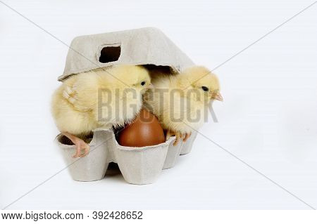 Chicks In Eggbox Against White Background Chicks In Eggbox Against White Background