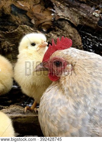 Barbu D\'uccle, A Breed From Belgium, Hen And Chicks