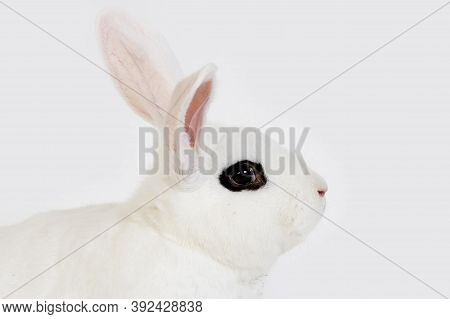 Hotot Rabbit, A French Breed From Normandy