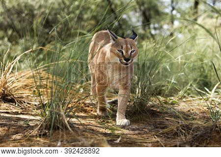 Caracal Caracal Caracal, Adult, Namibia Caracal Caracal Caracal, Adult, Namibia