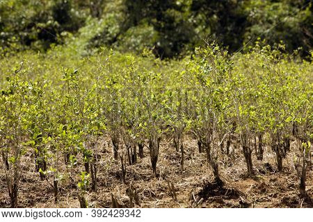 Coca Plantation Erythroxylum Coca, Leafs Producing Cocaine, Peru