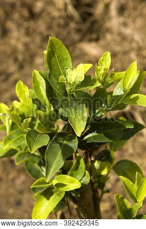 Coca Plantation Erythroxylum Coca, Leafs Producing Cocaine, Peru