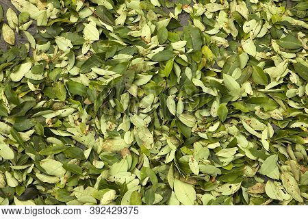 Coca Erythroxylum Coca, Leafs Producing Cocaine, Drying Leafs In Pilcopata Village, Peru
