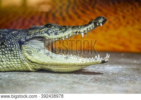 A Closeup Photo Of A Crocodile With Open Jaws. Crocodile Head With Open Mouth