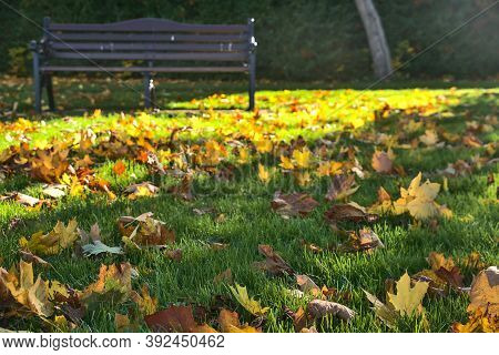 Fallen Autumn Leaves Beside Alone Bench On The Grass In Morning Sunlight. Copy Space. Foreground Foc
