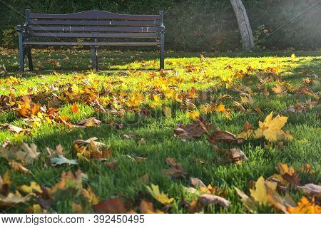 Fallen Autumn Leaves Beside Alone Bench On The Grass In Morning Sunlight. Copy Space. Background Foc