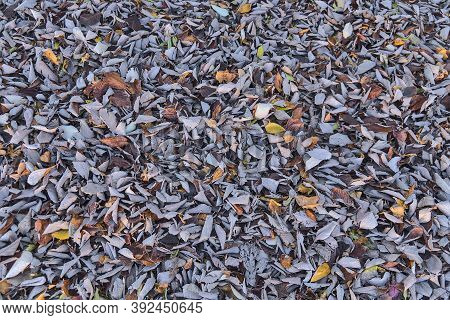 Top View Of Autumnal Leaves Texture. Lots Of Beautiful Autumn Gray Leaves On Sidewalk. Absolutely Am
