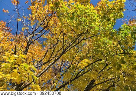 Bottom Diagonal View Of Beautiful Yellow And Green Autumn Maple Leaves On Tree Against Clear Blue Sk