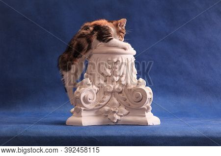 Spoted Kitten Climbing Up On White Plaster Architecture Detail On Blue Background In Studio Indoors