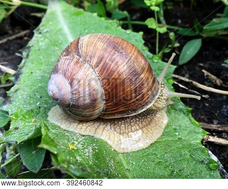 Small Garden Snail In Shell Crawling On Wet Road, Slug Hurry Home. Snail Slug Consist Of Edible Tast