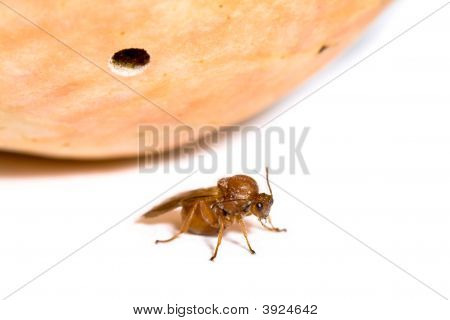 California safra Wasp, safra ile Andricus Quercuscalifornicus