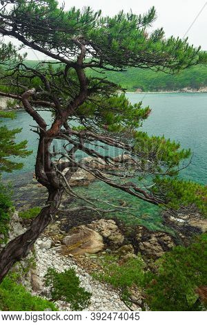 Rock And Sea, Rocky Coastline With Pine Trees In The Foreground, Telyakovsky Bay, Primorsky Krai, Ru