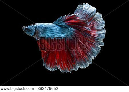 Colourful Betta Fish,siamese Fighting Fish In Movement Isolated On Black Background. Capture The Mov