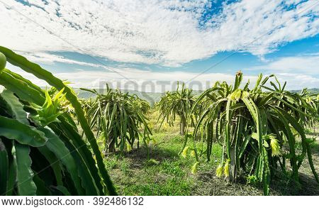 Dragon Fruit On Plant, Raw Pitaya Fruit On Tree, A Pitaya Or Pitahaya Is The Fruit Of Several Cactus