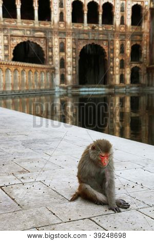 Monkey temple Galwar Bagh i Jaipur, Indien