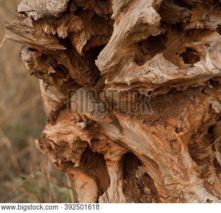 Common Dwarf Mongoose lkiving in a termite mound