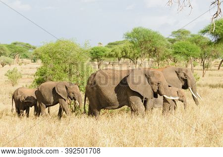herd of African Elephant (scientific name: Loxodonta africana, or 