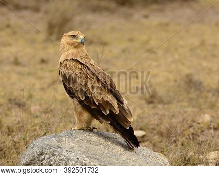 Tawny Eagle (Aquila rapax), sitting on a rock, near Mbwezi Mawe,Tanzania