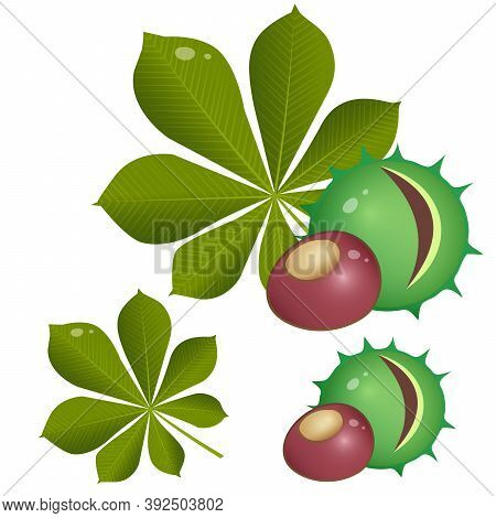 Color Images Of Nut, Fruit, Leaf Of Horse Chestnut On White Background. Plants And Trees. Vector Ill