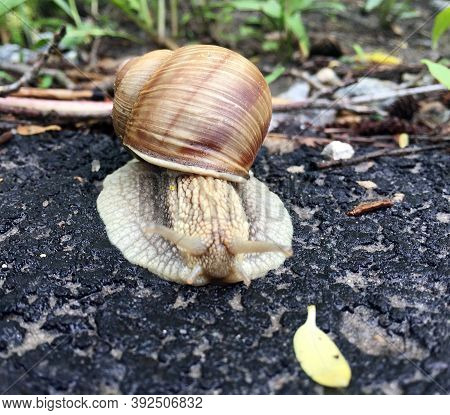 Small Garden Snail In Shell Crawling On Wet Road, Slug Hurry Home. Snail Slug Consist Of Edible Tast