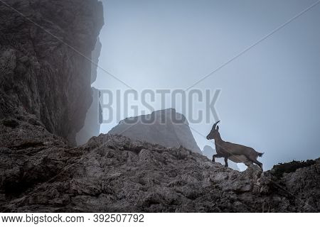 Steinbocks In The Julian Alps
