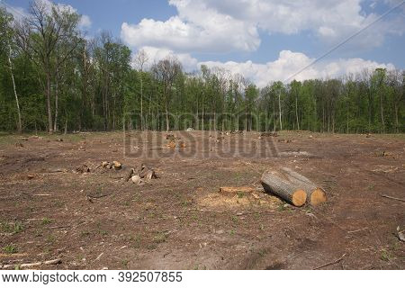 Felling Site In The Forest. Forest Clearing. Wood Harvesting.