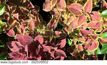 Scenic View Of Coleus Plants Also Called Coleus Blumei Or Plectranthus Scutellarioides