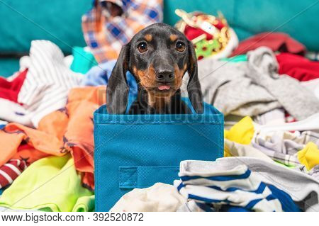 Funny Dachshund Puppy Sits In Cloth Storage Box Shows Tongue, Clothes Scattered Around. Naughty Play