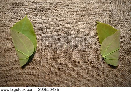 Two Leaves As A Frame On Background And Emtry Space For Write Some Text