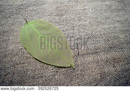A New Fresh Leave With Jute Fabric Background And Emtry Space - Top View