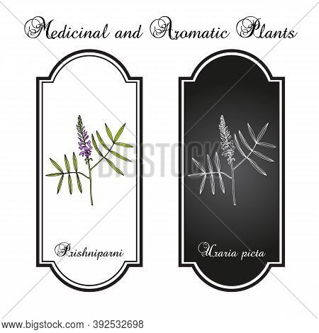 Prishniparni Uraria Picta , Medicinal Plant. Hand Drawn Botanical Vector Illustration