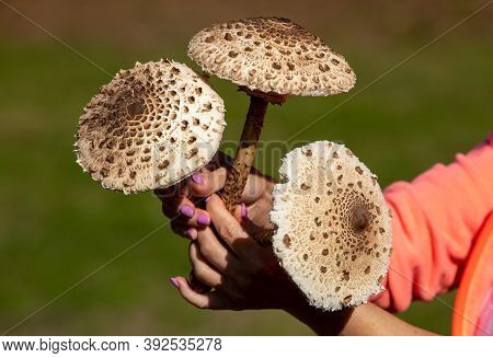 Ripe Parasol Mushroom Macrolepiota Procera Or Lepiota Procera In The Mushroom Picker's Hand