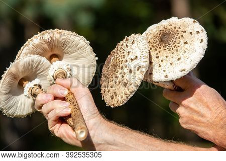 Ripe Parasol Mushroom Macrolepiota Procera Or Lepiota Procera In The Mushroom Picker's Hand