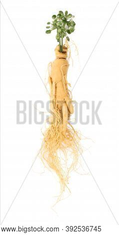 Fresh Ginseng An Isolated On A White Background.