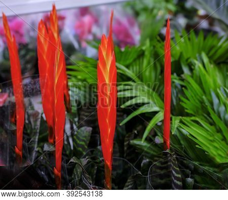 Red Vriesea Bromeliaceae Is A Tropical Ornamental Plant At Floral Market.